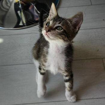 Bush -  Domestic Short Hair Cat for Adoption in Westminster, California - Bush | PetCurious