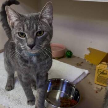 Pumpkin -  Domestic Short Hair Cat for Adoption in Wantagh, New York - Pumpkin | PetCurious