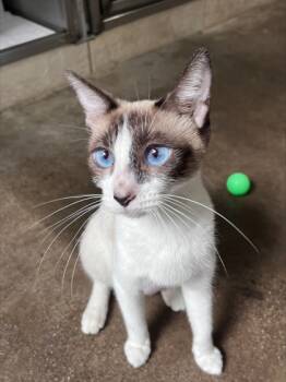 Rescue Snowshoe and Domestic Short Hair Cats for Adoption in Honolulu, Hawaii - Georgette | PetCurious