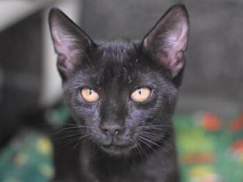 Salem -  Domestic Short Hair Cat for Adoption in Portland, Oregon - Salem | PetCurious
