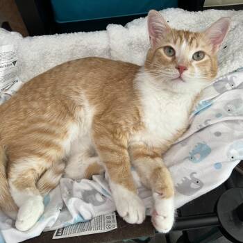 Rescue Domestic Short Hair Cats for Adoption in Stoughton, Wisconsin - Cube | PetCurious