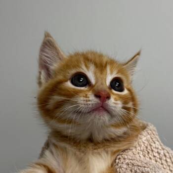 Domestic Short Hair Cats Available for Adoption in Concord, North Carolina - Kermit | PetCurious