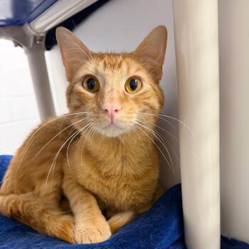 Bronson -  Domestic Short Hair Cat for Adoption in Hampton Bays, New York - Bronson | PetCurious