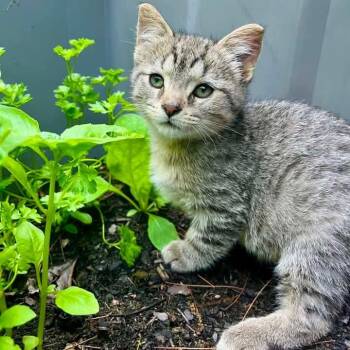 Dozer -  Domestic Short Hair and Tabby Cat for Adoption in Grand Rapids, Michigan - Dozer | PetCurious