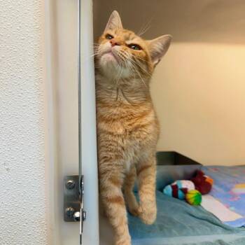 Lavender -  Domestic Short Hair Cat for Adoption in Harrisonburg, Virginia - Lavender | PetCurious