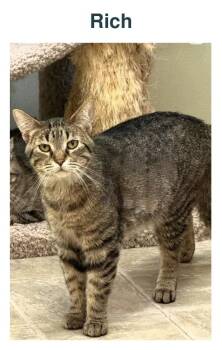Rich -  Tiger Cat for Adoption in Richland Center, Wisconsin - Rich | PetCurious