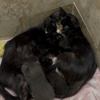 A26-080 noelle -  Domestic Short Hair Cat Available for Adoption in Santa Rosa Beach, Florida - A26-080 Noelle | PetCurious