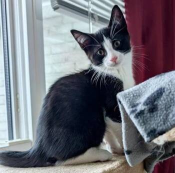 Pebbles (bonded with Bam Bam) -  Tuxedo and Domestic Short Hair Cat for Adoption in Vaughan, Ontario - Pebbles (bonded With Bam Bam) | PetCurious