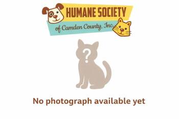 Domestic Medium Hair Cats Available for Adoption in Kingsland, Georgia - Nezuko | PetCurious