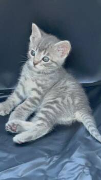 Echinacea (Ellie) Polydactyl -  Domestic Short Hair Cat Available for Adoption in Fremont, Nebraska - Echinacea (Ellie) Polydactyl | PetCurious