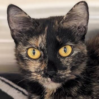 Galaga - Reduced Fee -  Domestic Short Hair Cat for Adoption in Jefferson, Wisconsin - Galaga - Reduced Fee | PetCurious