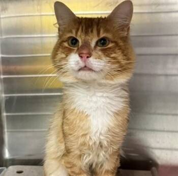 CHEETOH -  Domestic Long Hair and Domestic Short Hair Cat for Adoption in Anchorage, Alaska - CHEETOH | PetCurious