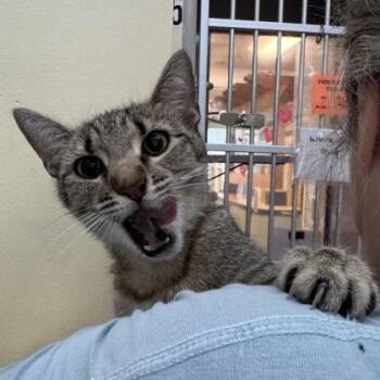 Cuervo -  Domestic Short Hair Cat for Adoption in Richmond, Virginia - Cuervo | PetCurious