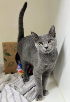 Stone -  Russian Blue Cat for Adoption in Zimmerman, Minnesota - Stone | PetCurious
