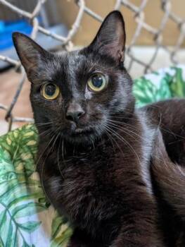 Janet -  Domestic Short Hair Cat for Adoption in Bloomsburg, Pennsylvania - Janet | PetCurious