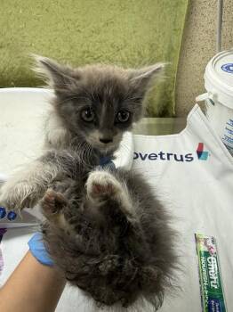 EDDY -  Domestic Short Hair Cat for Adoption in Riverside, California - EDDY | PetCurious
