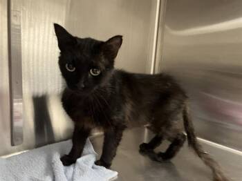 HORCHATA -  Domestic Short Hair Cat for Adoption in Kent, Washington - HORCHATA | PetCurious