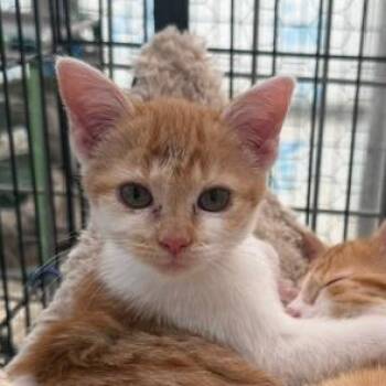 Dumpling -  Domestic Short Hair Cat for Adoption in Taos, New Mexico - Dumpling | PetCurious
