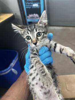 FRED -  Domestic Medium Hair Cat for Adoption in Dallas, Texas - FRED | PetCurious