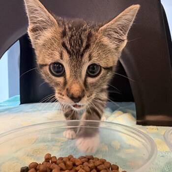 Toad -  Domestic Short Hair Cat for Adoption in Salt Lake City, Utah - Toad | PetCurious