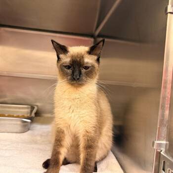 Sia -  Siamese Cat for Adoption in Birmingham, Alabama - Sia | PetCurious