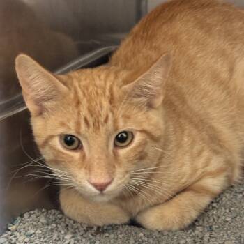 Rescue Domestic Short Hair Cats for Adoption in Monroe, Louisiana - Ringo | PetCurious