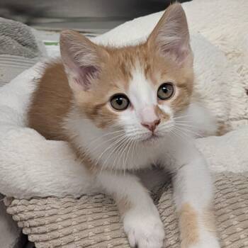 Orange -  Domestic Short Hair Cat for Adoption in Long Beach, California - Orange | PetCurious