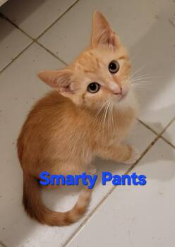 Smarty Pants -  Domestic Short Hair Cat for Adoption in Smithfield, Virginia - Smarty Pants | PetCurious