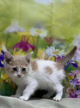 Domestic Short Hair Cats Available for Adoption in San Antonio, Texas - Secret | PetCurious