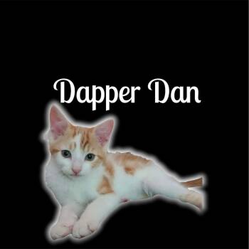 Dapper Dan -  Domestic Short Hair Cat for Adoption in Auburn, California - Dapper Dan | PetCurious