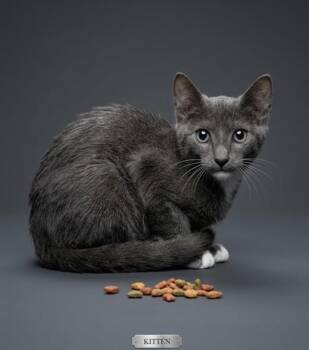 HOUDINI -  Domestic Short Hair Cat for Adoption in Jacksonville, Florida - HOUDINI | PetCurious