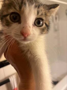 Domestic Short Hair Cats Available for Adoption in Rockaway, New Jersey - Peppa KITTEN | PetCurious