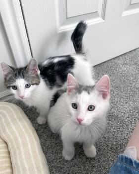 Snowball -  Domestic Short Hair Cat for Adoption in Centerville, Utah - Snowball | PetCurious