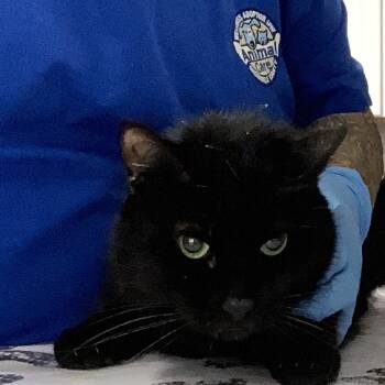 Rescue Domestic Medium Hair Cats for Adoption in Greenville, South Carolina - Jax | PetCurious