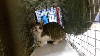 Domestic Short Hair Cats Available for Adoption - ELSY | PetCurious