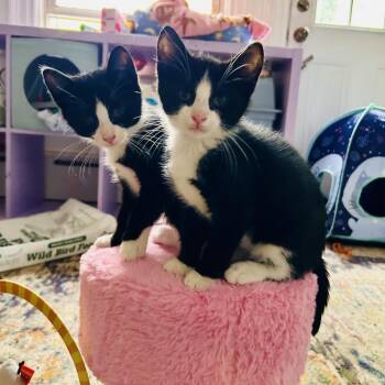 26-130 Nymph -  Domestic Short Hair Cat for Adoption in North Branford, Connecticut - 26-130 Nymph | PetCurious