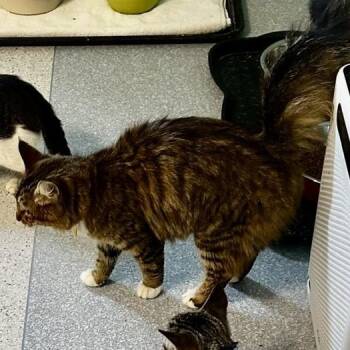 Matilda - Affectionate & Fun -  Tabby and Maine Coon Cat for Adoption in Hoquiam, Washington - Matilda - Affectionate & Fun | PetCurious