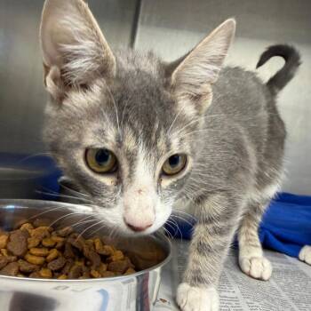 Emily -  Domestic Short Hair Cat for Adoption in Marshall, Texas - Emily | PetCurious