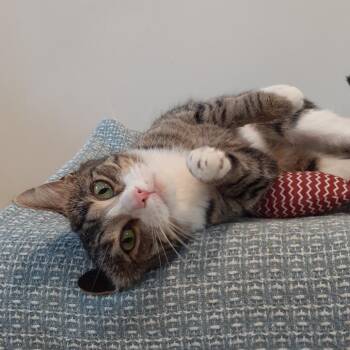 Domestic Short Hair Cats Available for Adoption in Pittsburgh, Pennsylvania - Martini | PetCurious