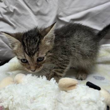 Guava -  Domestic Short Hair Cat for Adoption in Mount Vernon, Indiana - Guava | PetCurious