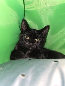 Dill -  Domestic Short Hair Cat for Adoption in Cortland, New York - Dill | PetCurious