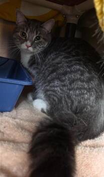Fara -  Domestic Short Hair Cat for Adoption in Montreal, Quebec - Fara | PetCurious