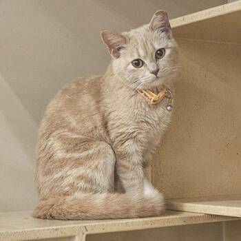 Tabby and Domestic Medium Hair Cats Available for Adoption in Biloxi, Mississippi - MoMo Sue (Peach Collar) | PetCurious