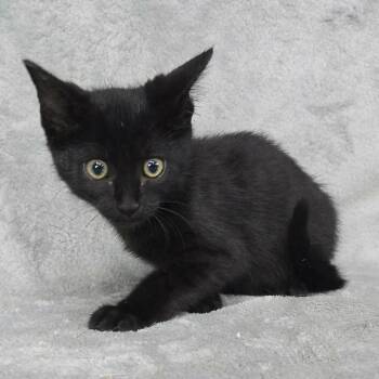 FOSTER NEEDED - Joaquin -  Domestic Short Hair Cat for Adoption - FOSTER NEEDED - Joaquin | PetCurious