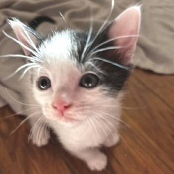 Rescue Domestic Short Hair Cats for Adoption in Austin, Texas - Oats And Toast 25 | PetCurious