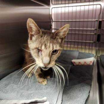 Jiminy -  Domestic Short Hair Cat for Adoption in Vancouver, Washington - Jiminy | PetCurious