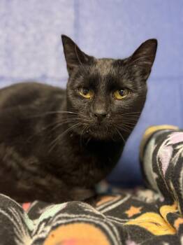 Rescue Domestic Short Hair Cats for Adoption in Copley, Ohio - Esme | PetCurious