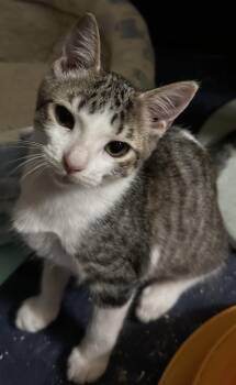 Peanut -  Domestic Short Hair and Tabby Cat for Adoption in Frisco, Texas - Peanut | PetCurious