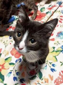 Mikey -  Domestic Short Hair Cat for Adoption in Hartsville, South Carolina - Mikey | PetCurious