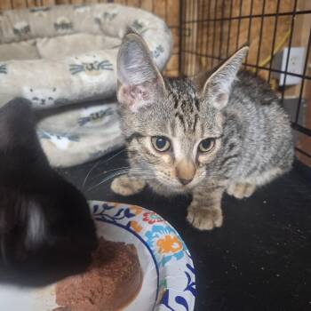 Jack -  Bengal and American Shorthair Cat for Adoption in Polk City, Florida - Jack | PetCurious
